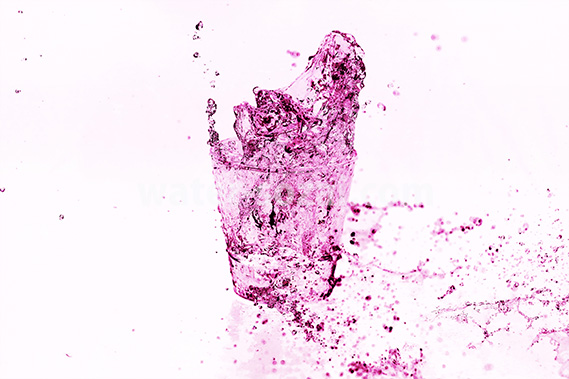 白背景のピンク色に着色されたロックグラスの水が弾ける写真・フォト素材